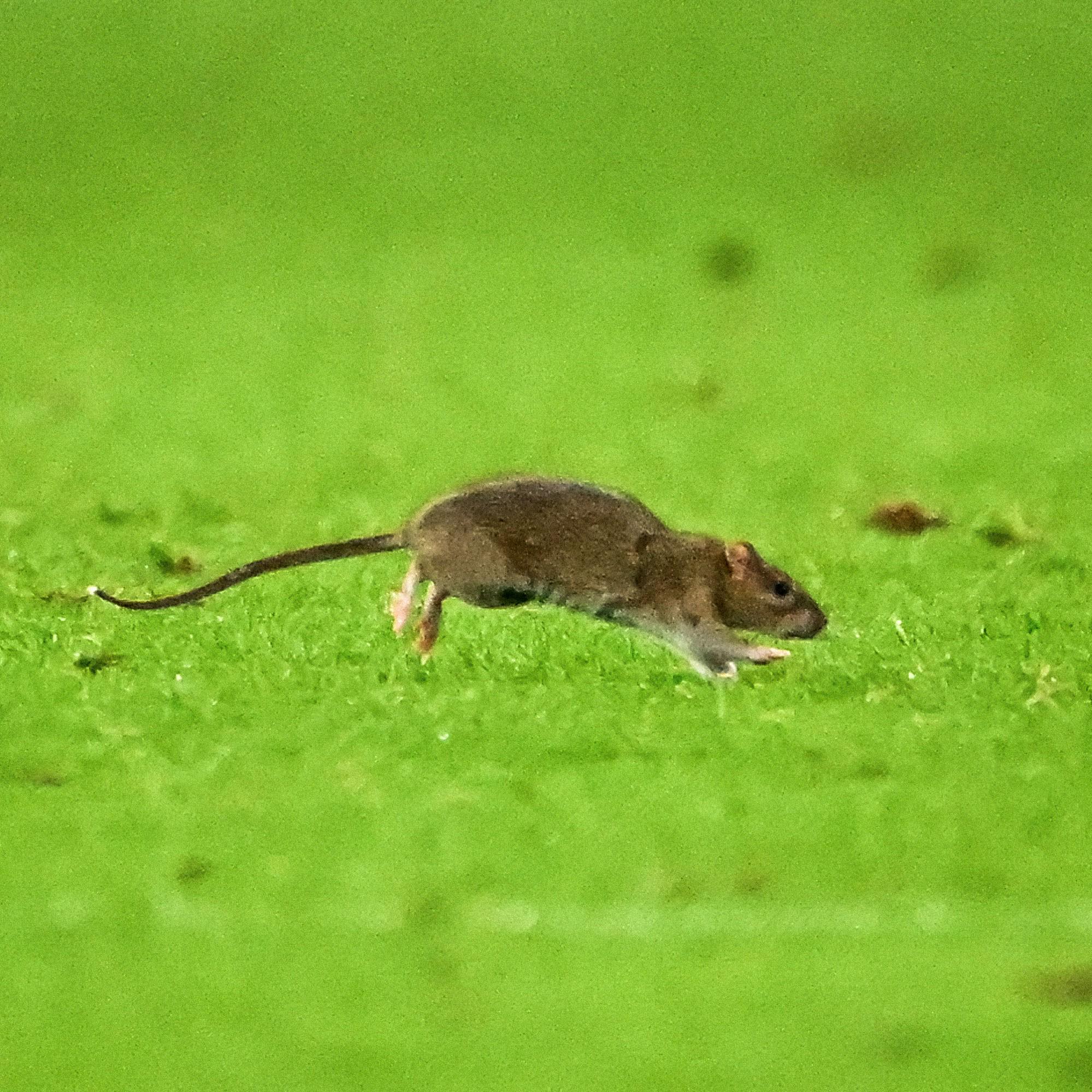 ci, 上咪咕独家, 比赛重新开 ci, 上咪咕独家, 比赛重新开