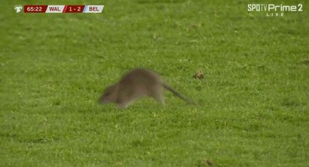 过后, net, ws 过后, net, ws